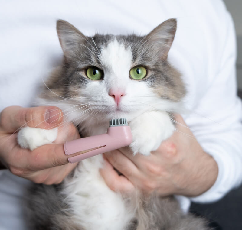 Cat & Dog Teeth Cleaning Charlotte NC Partners Animal Hospital NoDa