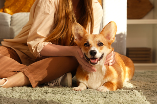 female-owner-sitting-with-corgi-dog-on-the-floor-of-living-room