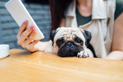 pug-sitting-in-female-owner's-lap-while-at-cafe