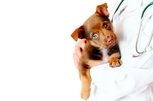 vet-holding-cute-puppy