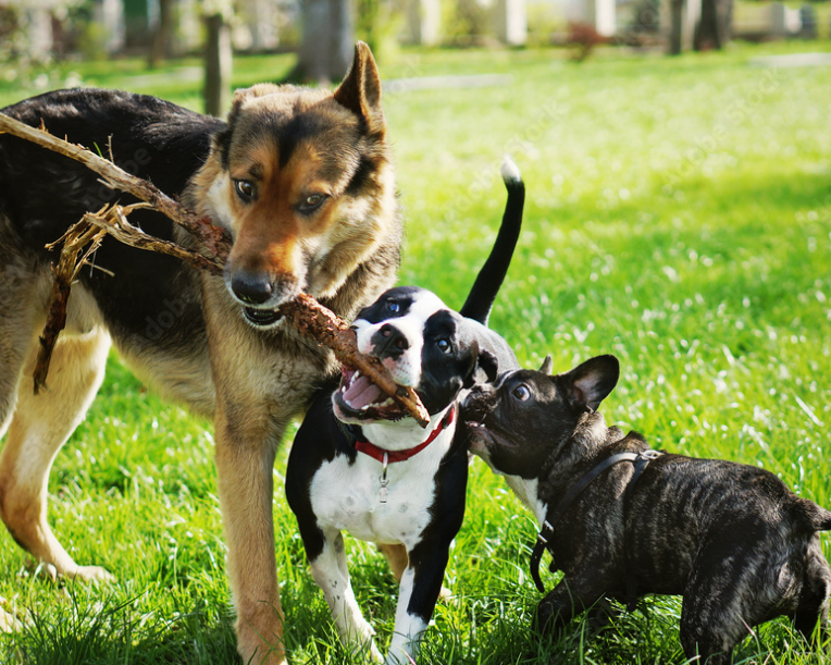 dogs playing at dog park
