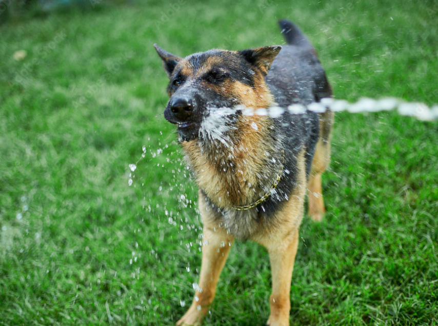 dog playing with hose dog playing with hose