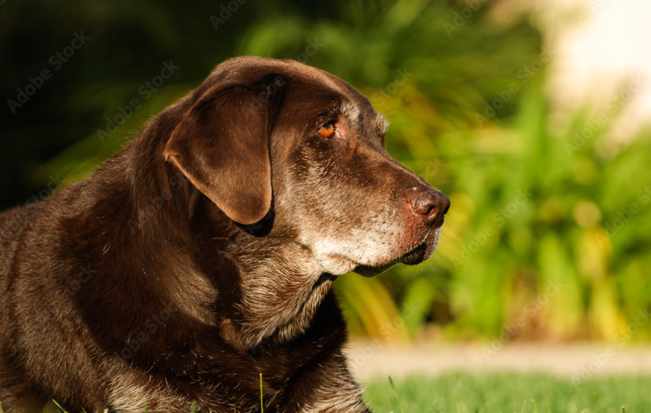 senior chocolate lab