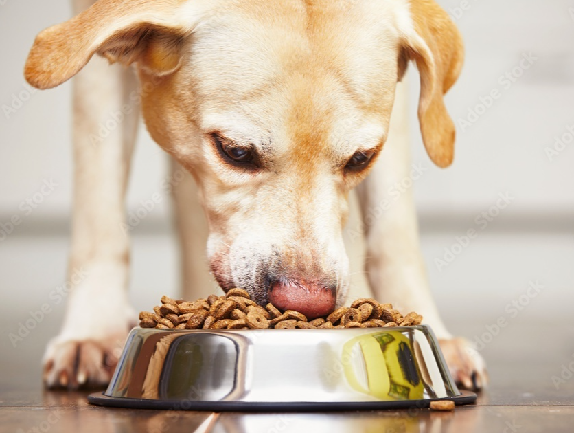 dog eating out of bowl dog eating out of bowl