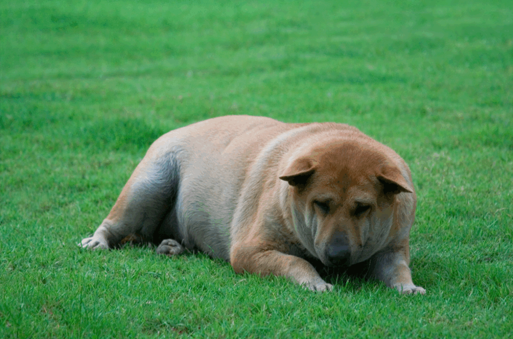 overweight dog laying in grass