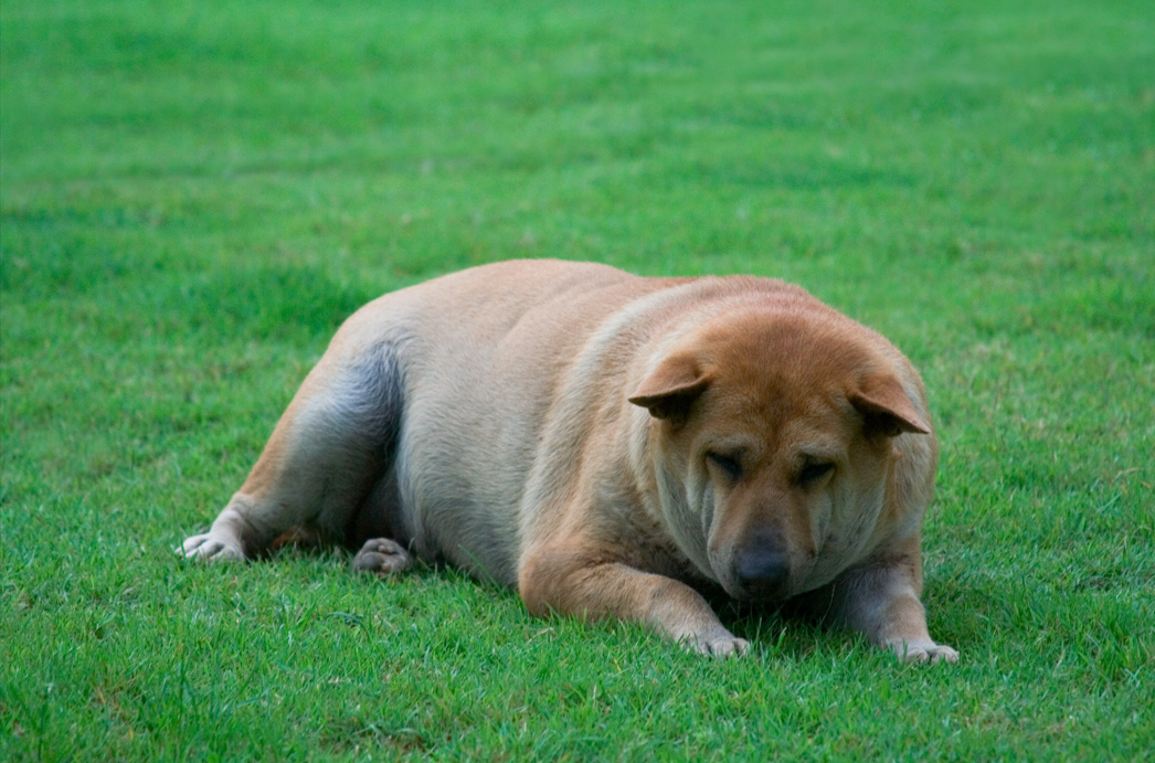 overweight dog laying in grass