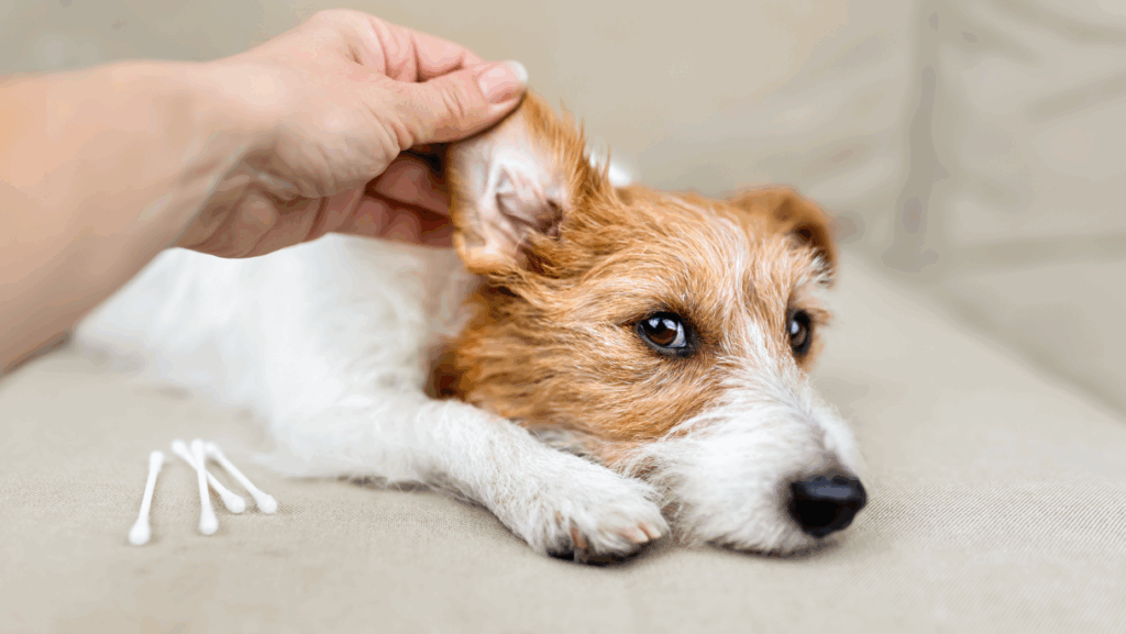 cute terrier getting ears cleaned
