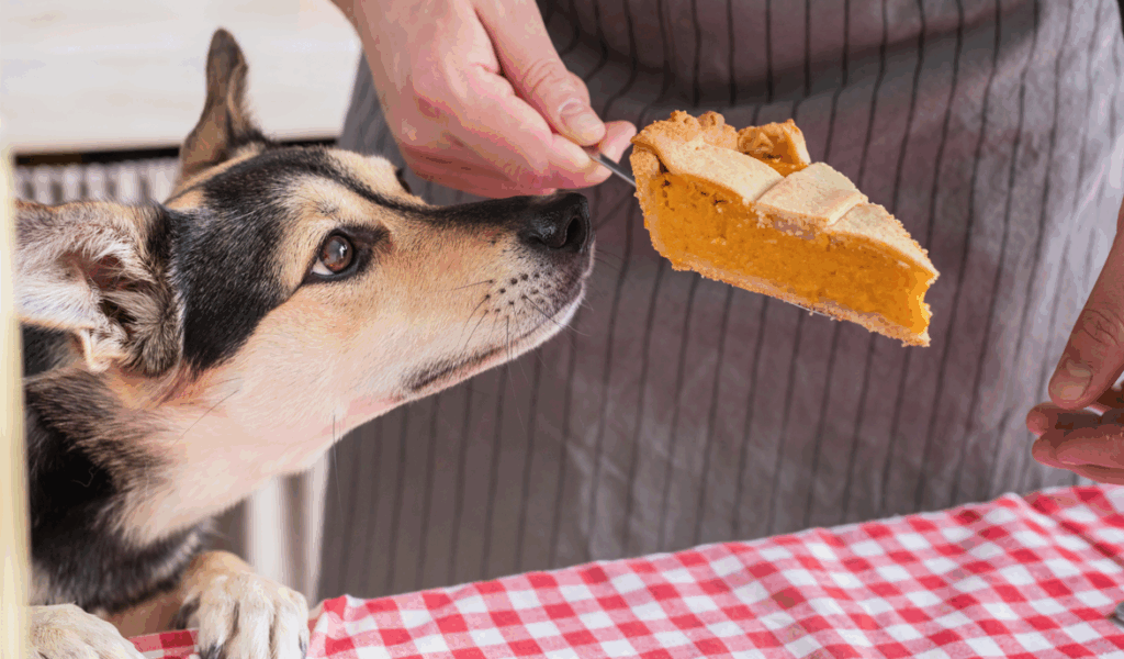 dog sniffing pumpkin pie slice
