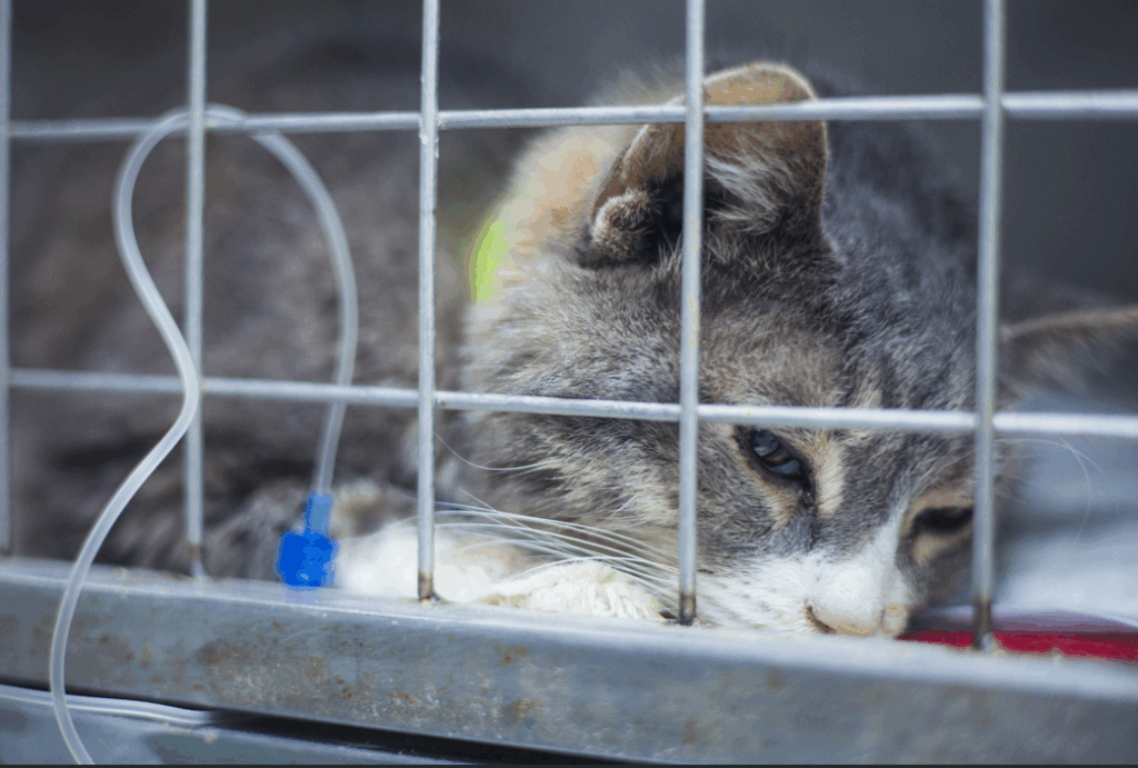 cat getting fluids at vet