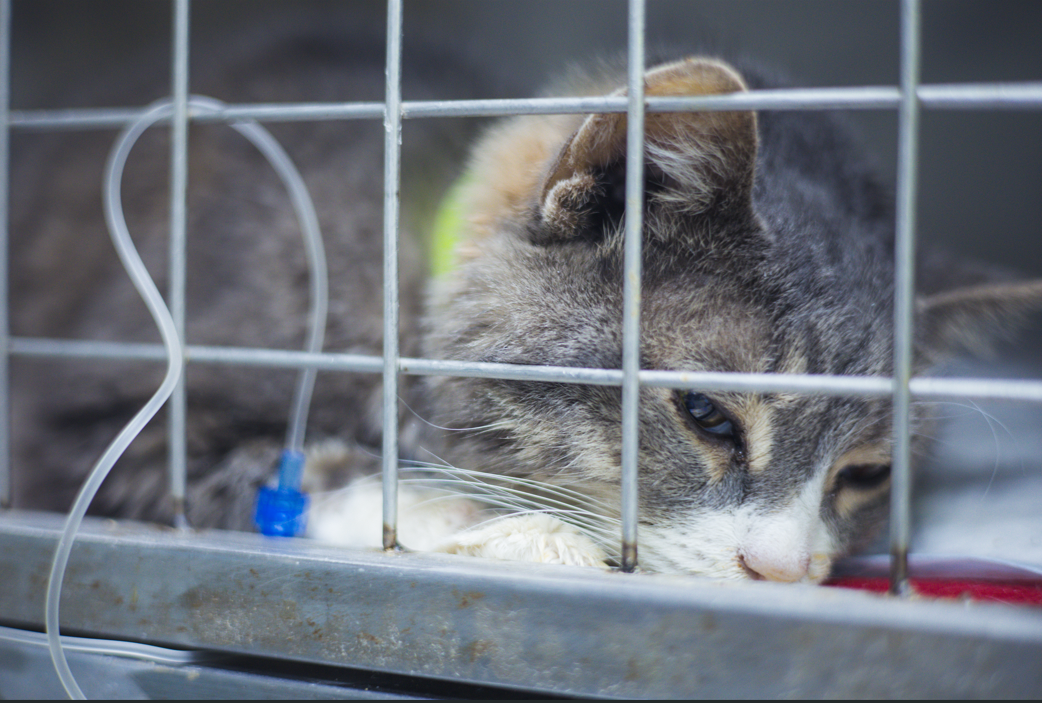 cat getting fluids at vet