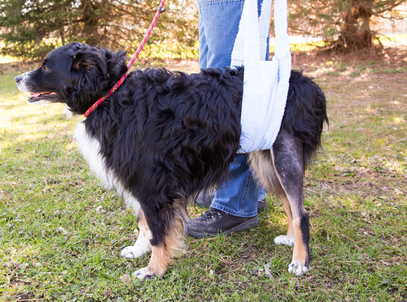 injured dog being supported with sling