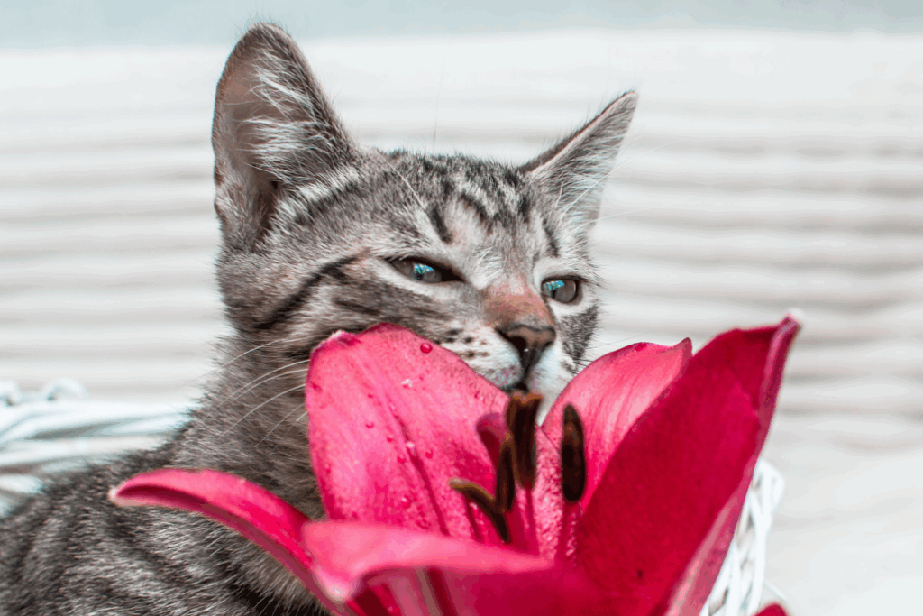 cat sniffing lily flower
