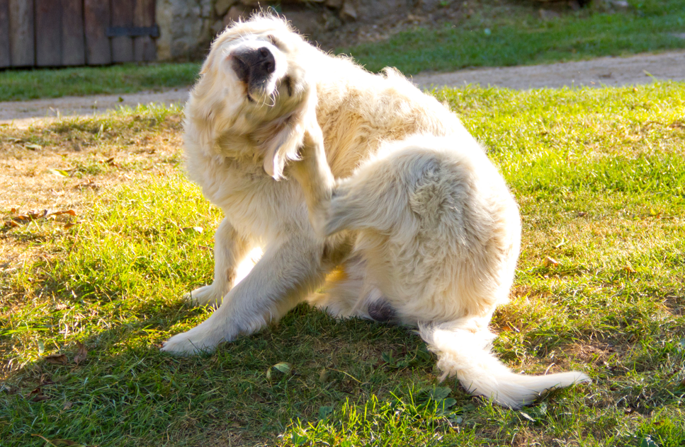 golden retriever scratching ear