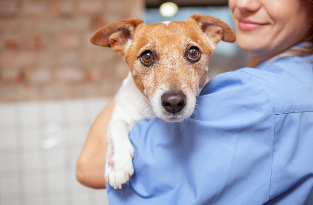 dog being held at vet