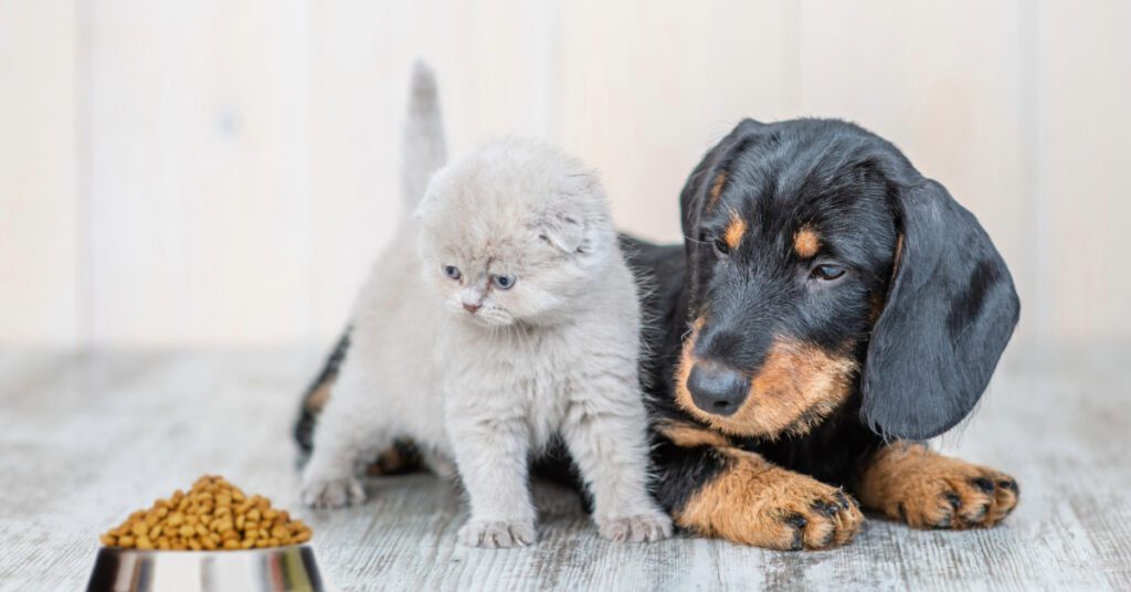 Kitten and puppy on the floor at home looking at a bowl of food