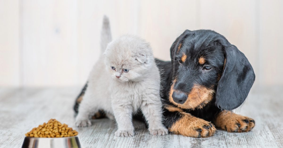 Kitten and puppy on the floor at home looking at a bowl of food