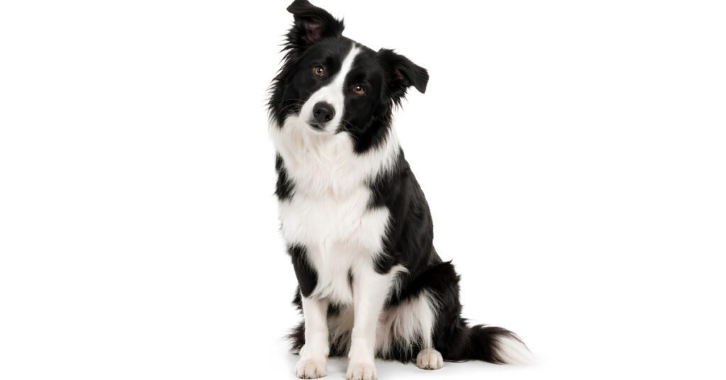 black and white collie dog sitting with head tilted to the right against a white background