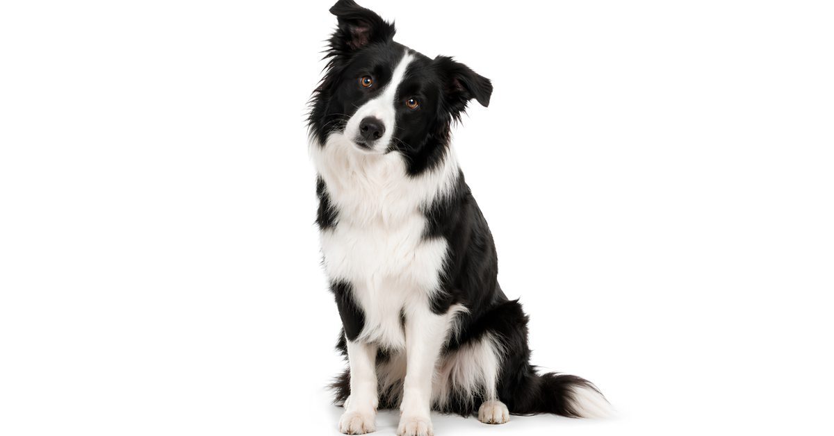black and white collie dog sitting with head tilted to the right against a white background