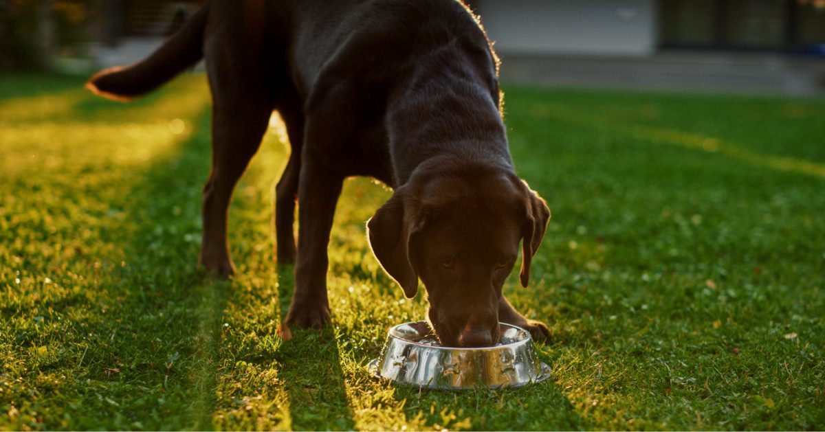 chocolate labrador retriever dog drinking out of metal water bowl outside in the grass