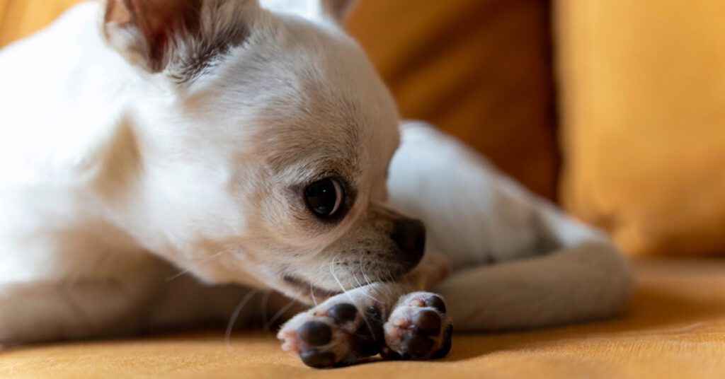 close up of chihuahua dog licking paws while laying on the floor