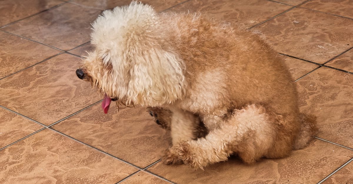 dog scooting across the floor at home