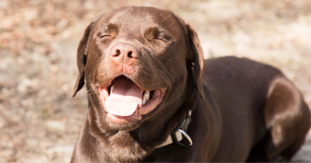 brown labrador retriever dog laying in the sun as one example of receiving vitamin D in dogs