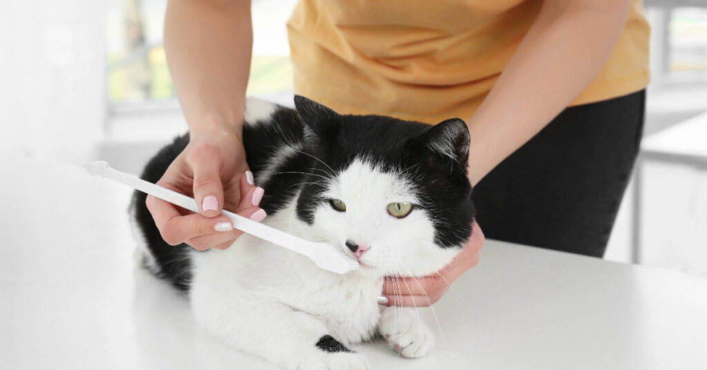 female owner showing toothbrush to cat at home
