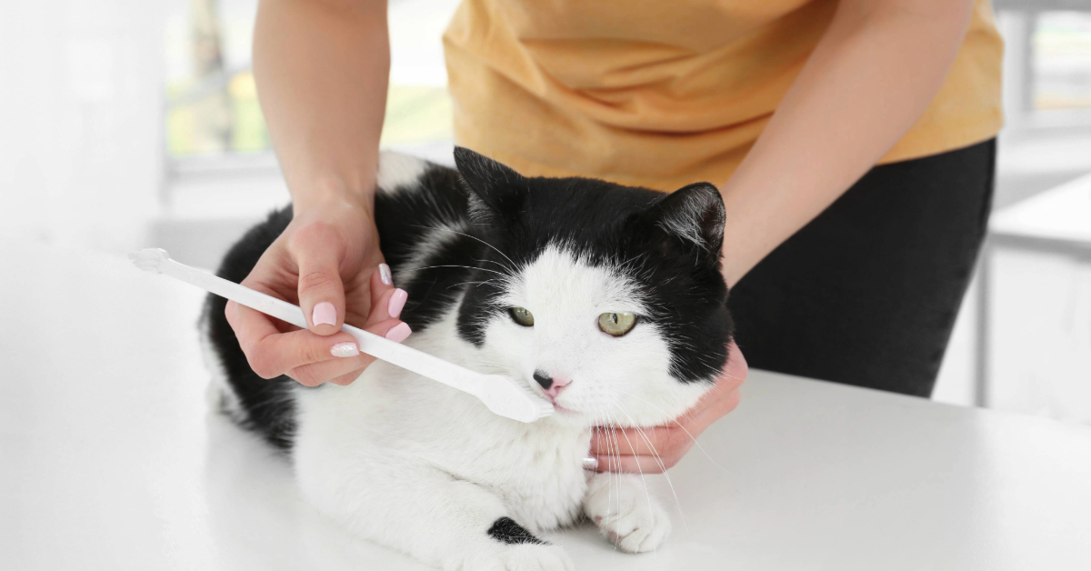 female owner showing toothbrush to cat at home