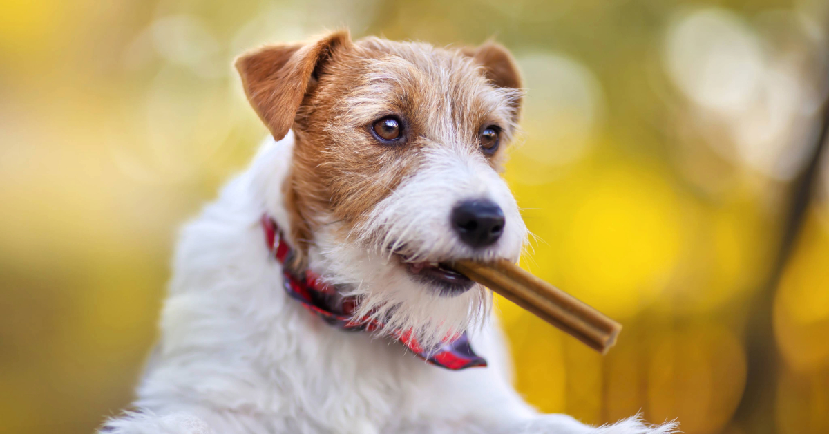 jack russell terrier with a dental chew in his mouth