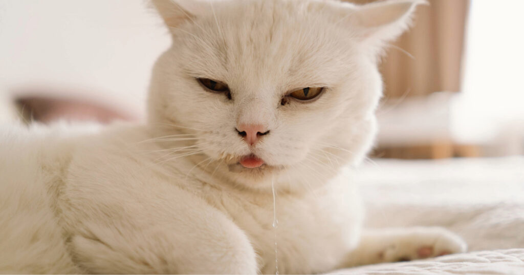 white cat laying on the bed while drooling