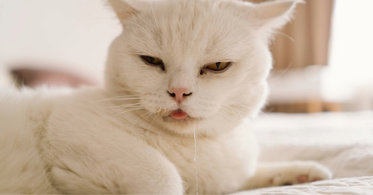 white cat laying on the bed while drooling