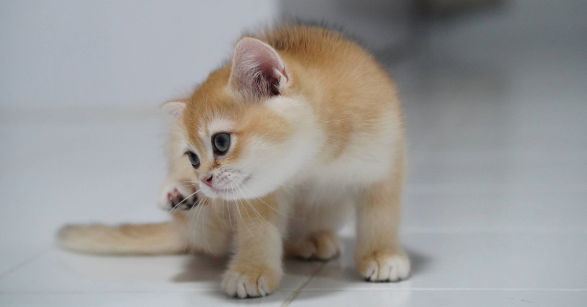 cat pawing at their mouth