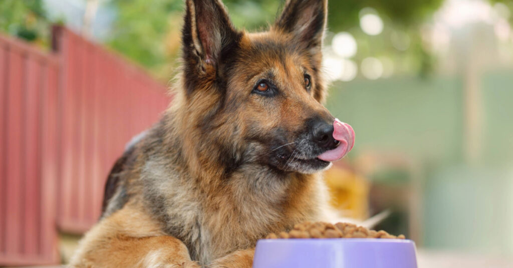 German shepherd dog laying by his food bowl