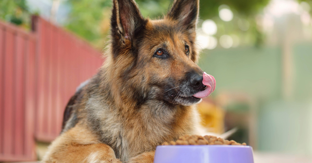 German shepherd dog laying by his food bowl