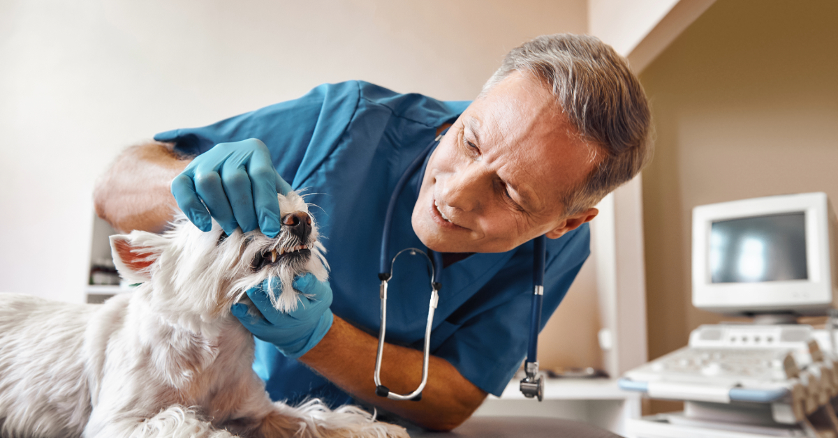 male vet examining small white dog's teeth at clinic