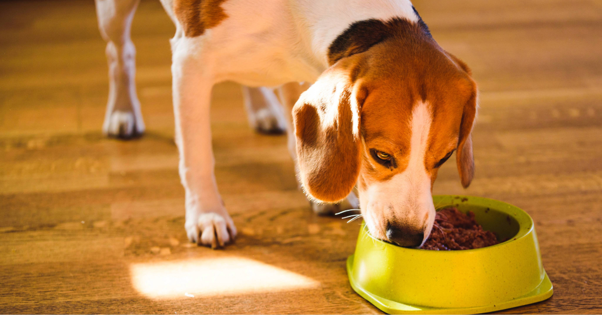 beagle dog eating his food from a bowl on the floor