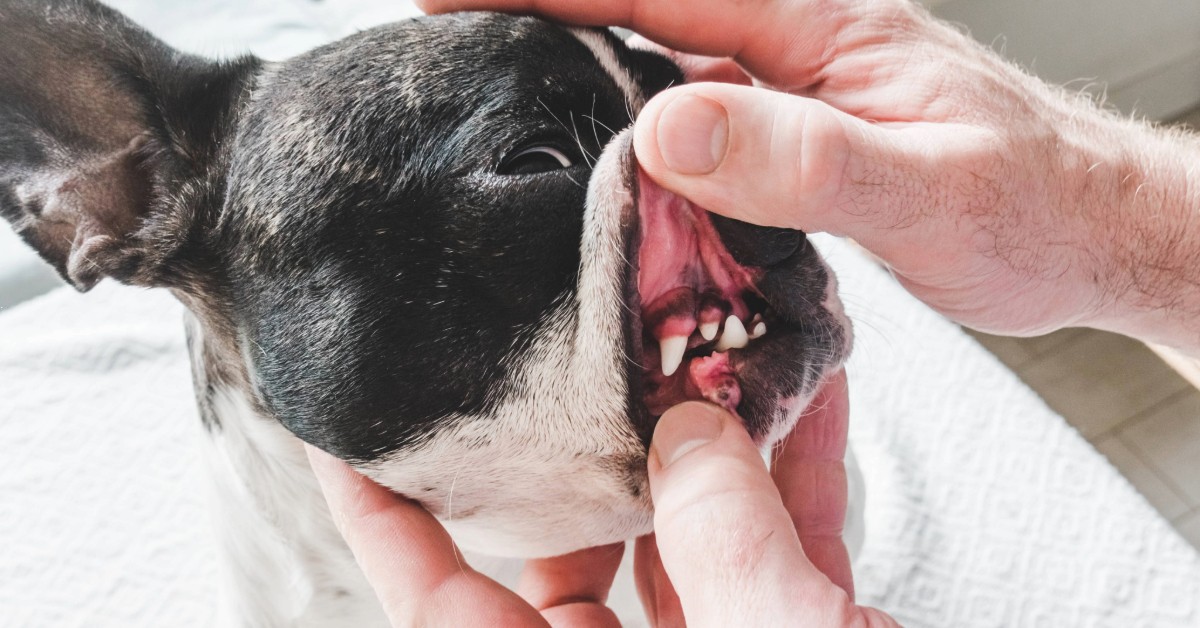 owner checking dog's teeth