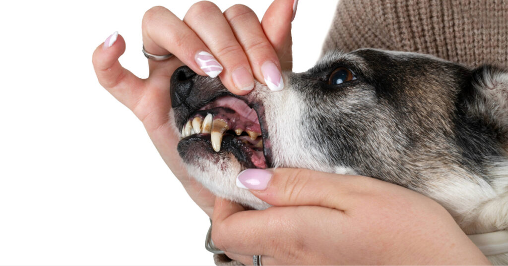 owner checking dog's teeth for brown spots