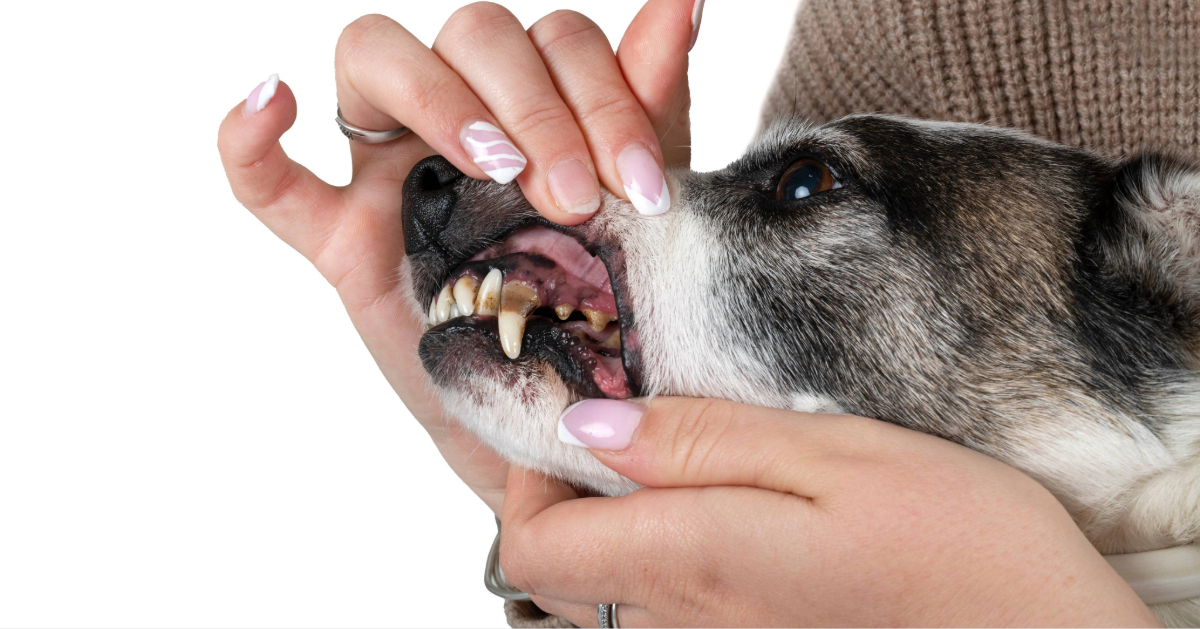 owner checking dog's teeth for brown spots