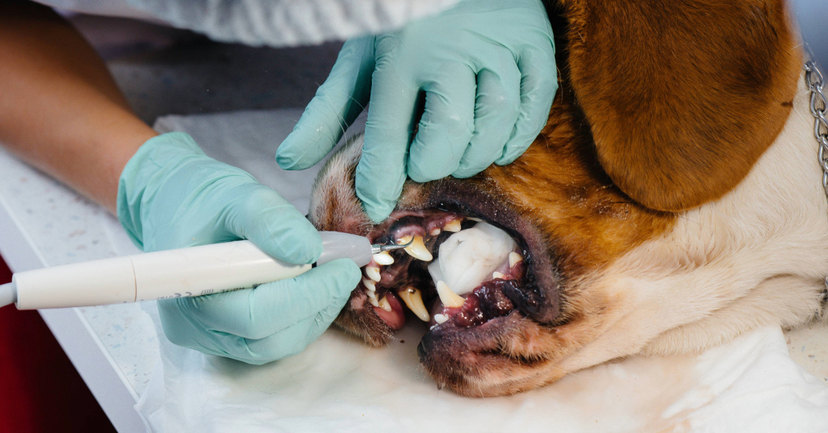 close up of vet professionally cleaning dog's teeth while the dog is under anesthesia