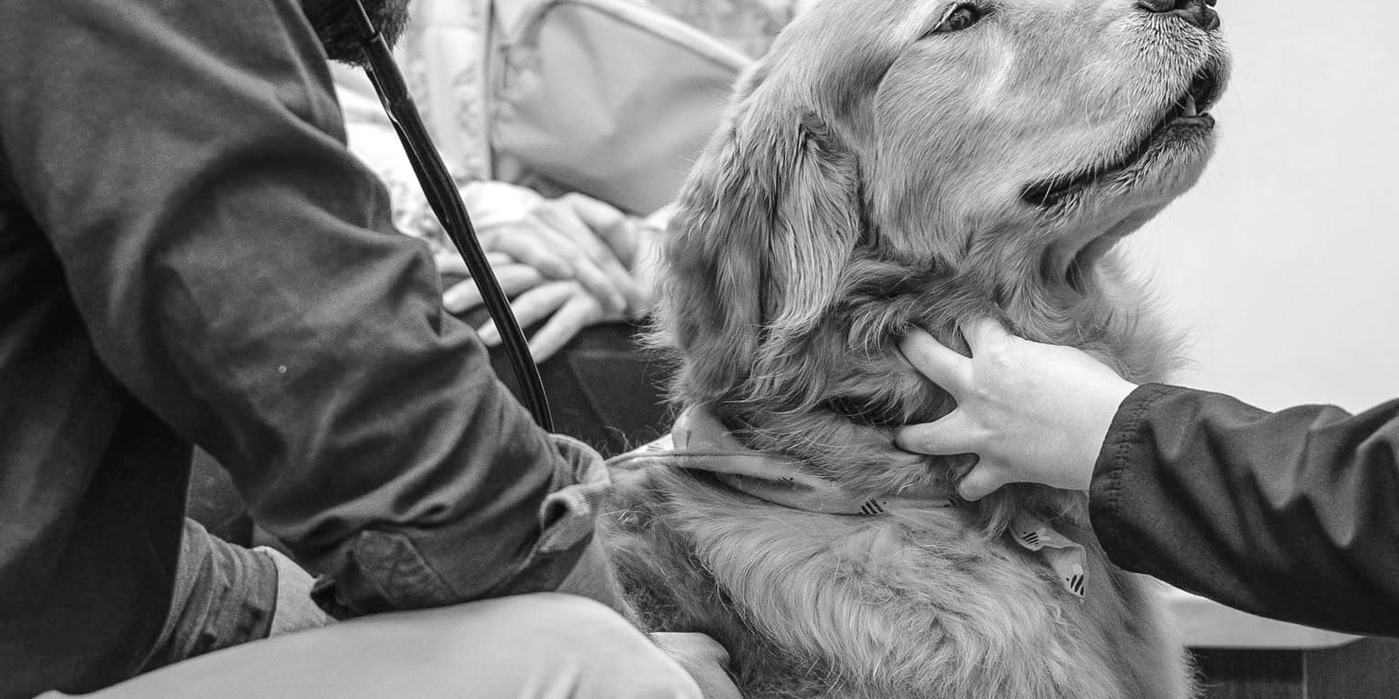 Dog Exam Vet